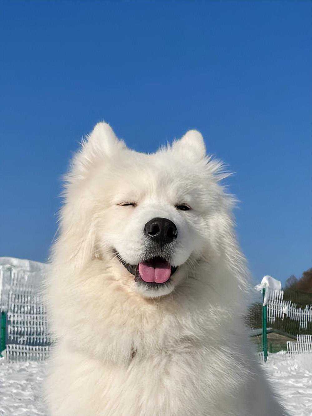 告诉你一个秘密：养狗，一定要养公的！