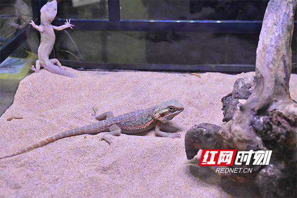 萌宠来袭 周末带孩子看狗狗“维密大秀”