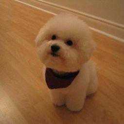 涨知识：比熊犬的训练方法