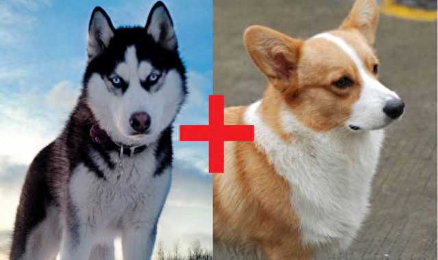 各种各样的柯基串串，找出你最爱的那一款！