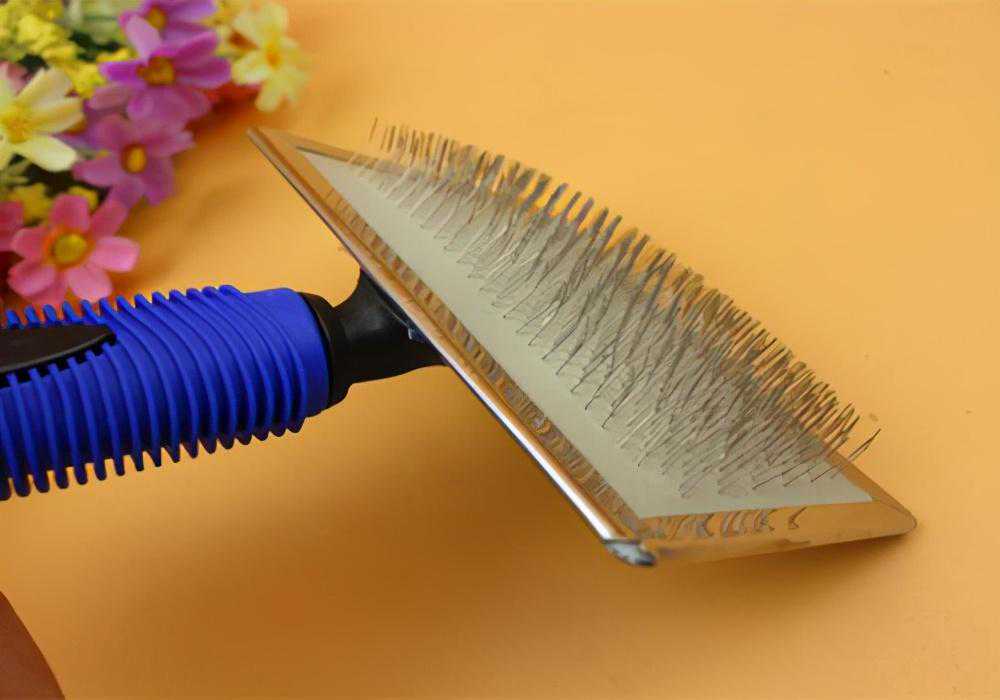 泰迪狗掉毛是咋回事？泰迪掉毛严重怎么办？