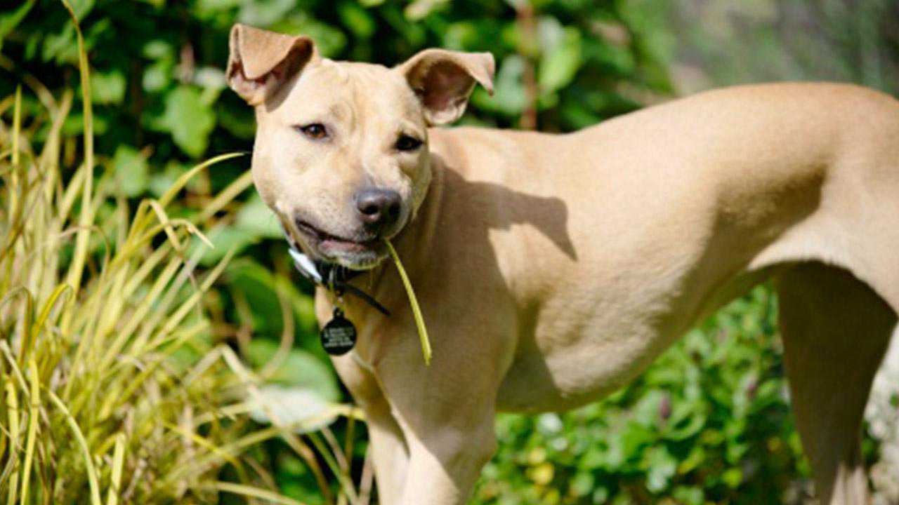 狗狗喜欢吃草，吃完还吐了，狗狗吃草对身体有害吗？