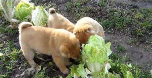 这8种食物，是狗狗的“美毛神器”，你有喂吗