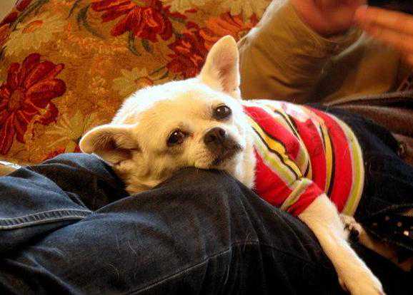 狗狗“信任你”的7大表现，你竟然不知道！