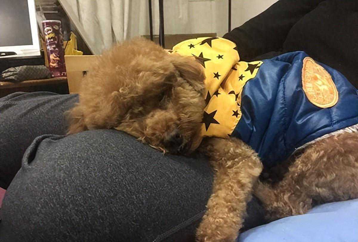 狗狗为何喜欢睡在你身边？这4个原因告诉你答案