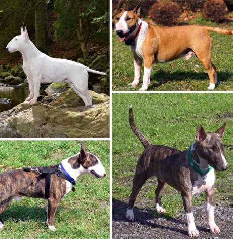 牛头梗 Bull Terrier