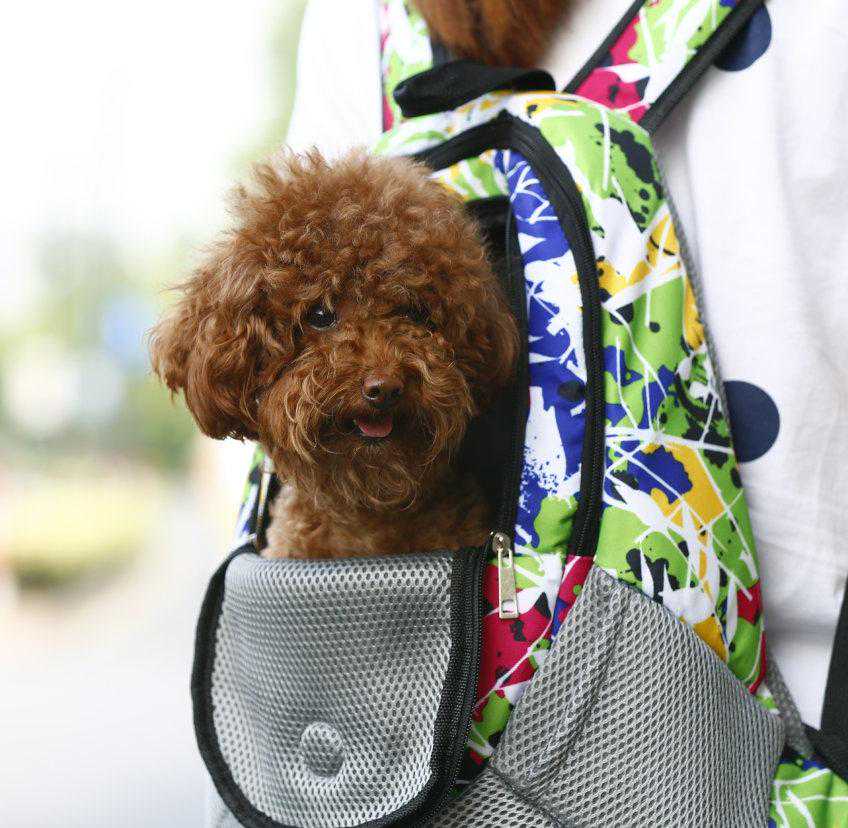 你说，狗狗能吃花生吗？