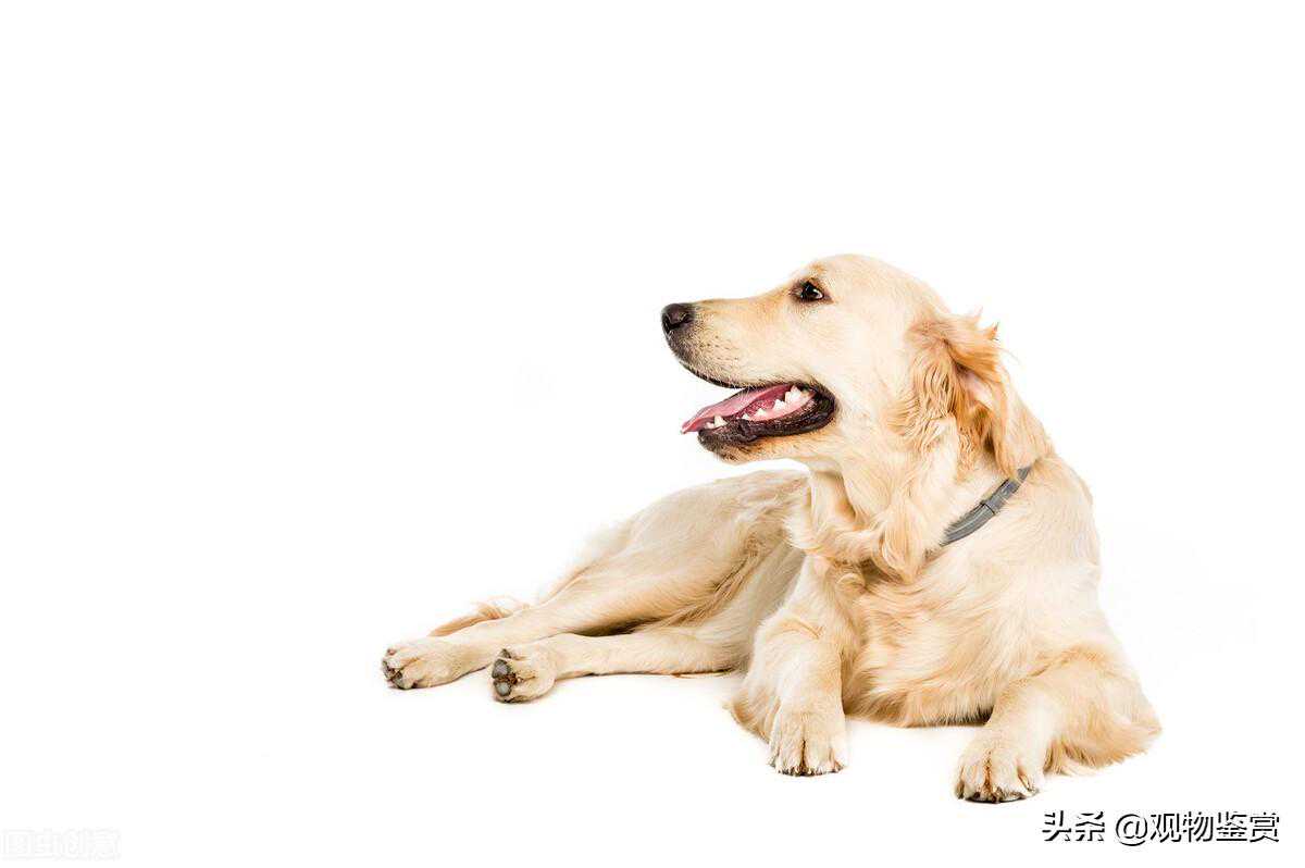 五爪狗为什么不能养，狗出现五爪的原因