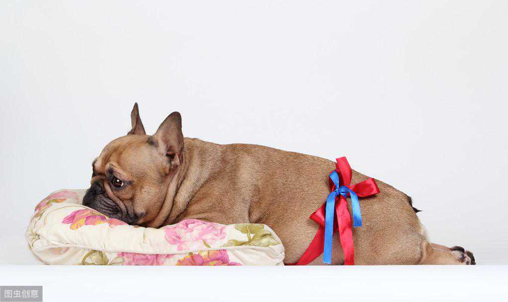 没有“为爱鼓掌”也会肚子变大？狗狗可能假孕了