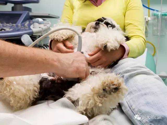 爱犬怀孕了？教您判断狗狗是否怀孕