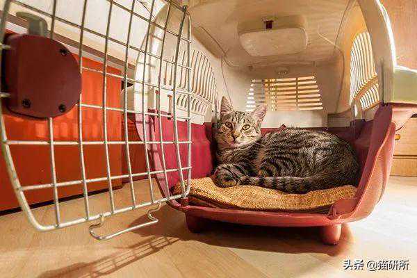 带猫咪去医院，这4个准备工作你都做了没？