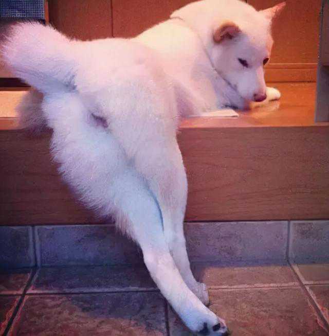 狗狗喜欢用屁股对着你，其实有这6个意思，你还不知道吧！