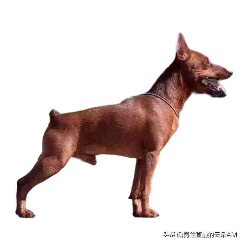 迷你宾沙犬的起源和发展