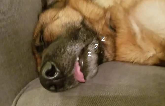 主人超后悔！买狼狗德牧看家，结果有人来还呼呼大睡