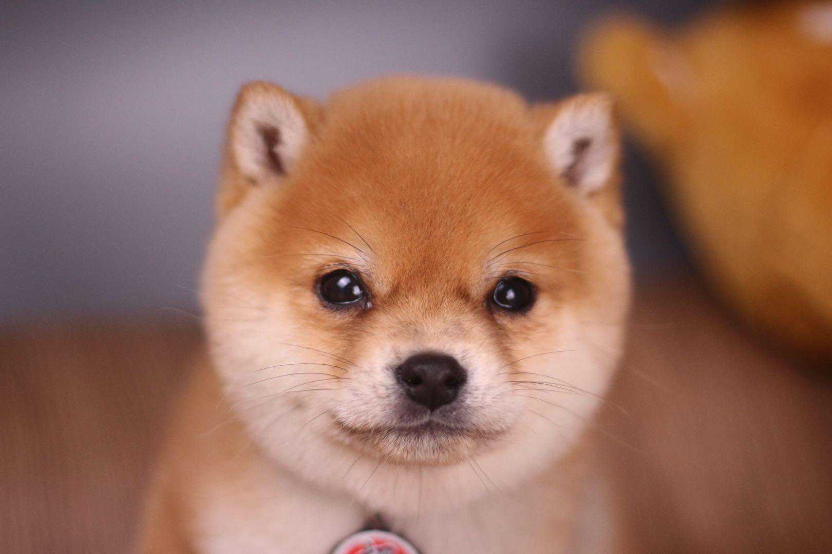 柴犬幼犬大概多少钱一只？柴犬价格深度剖析