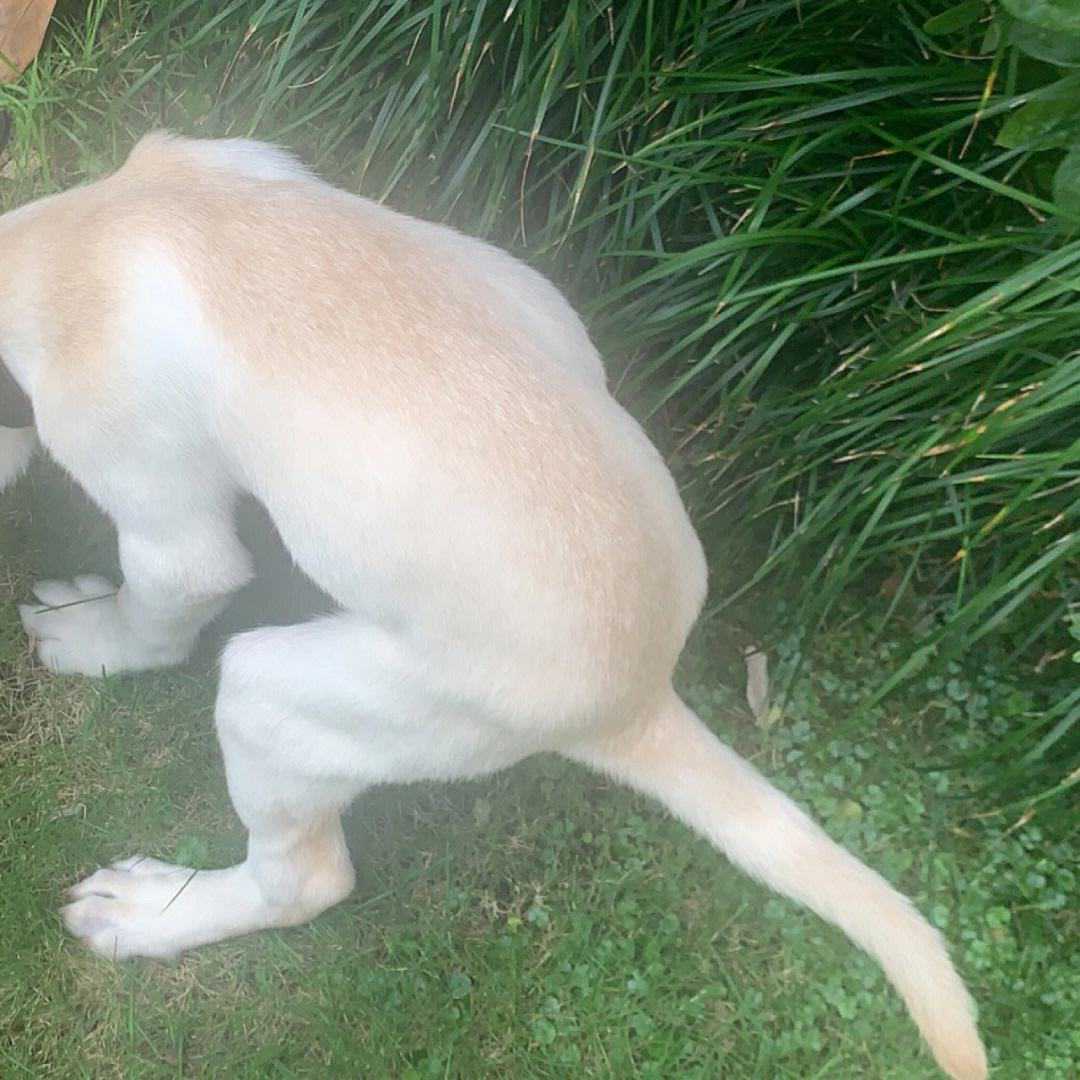 其实狗狗的“拉粑粑”姿势，暴露了它的性格，超准！