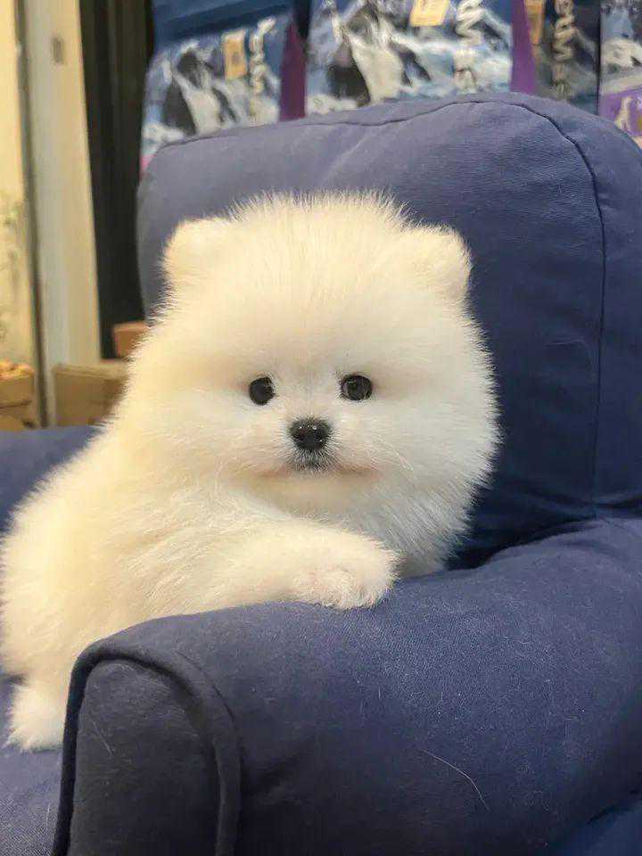 新手第一次养狗狗要注意什么？