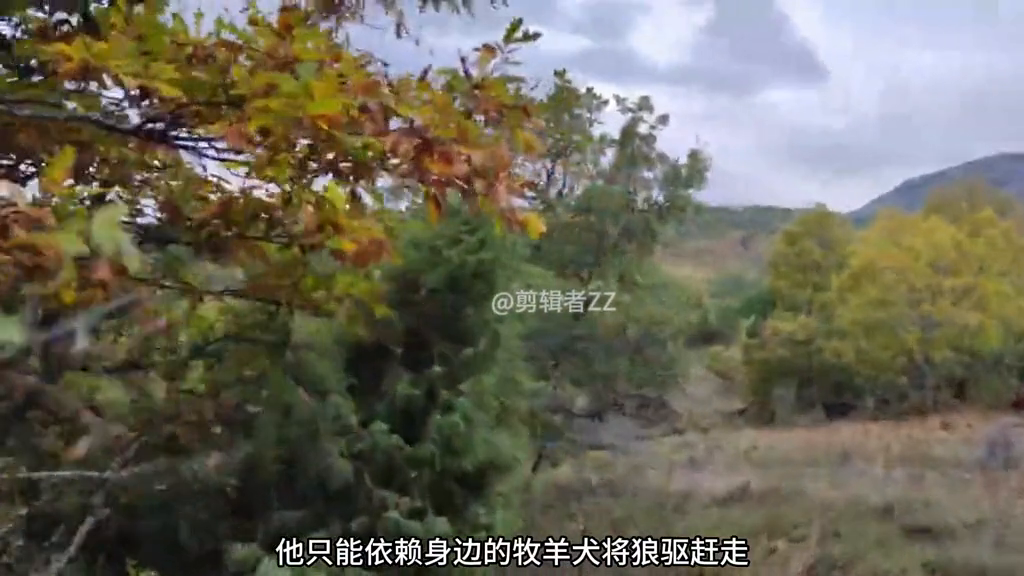 野狼攻击牧羊犬，将两条强壮的狗，打的鼻青脸肿#狼