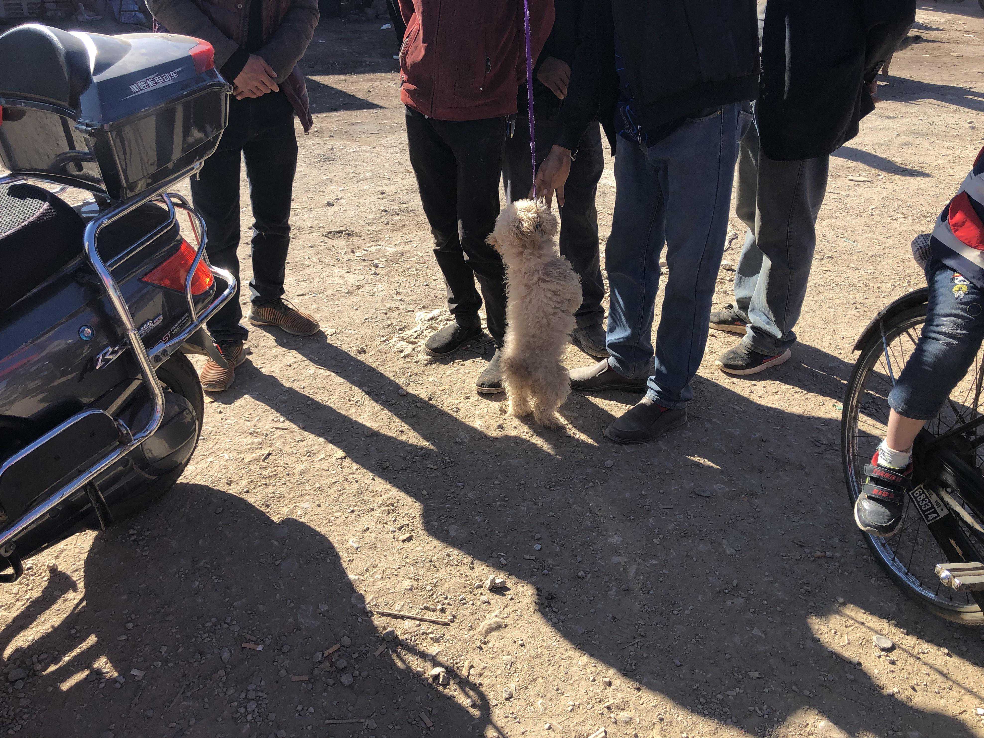 商贩出售比熊犬，早上400不卖，下午却300出售？