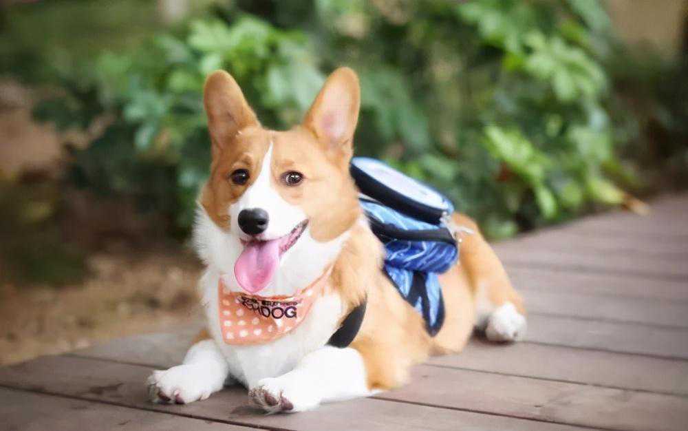 给狗狗洗澡忽略这6点，洗那么多年也是白洗了