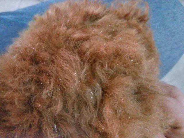 世界最为凶猛霸道的英獒之祖——马士提夫犬