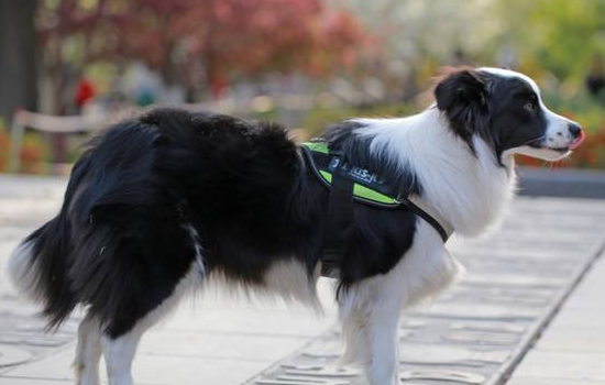 狗如何改掉出门到处闻 尽量做到这些才能避免