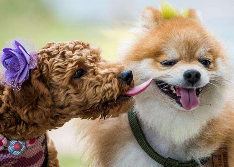 强势科普，狗狗缺钙危害大，如何迅速给狗补钙？