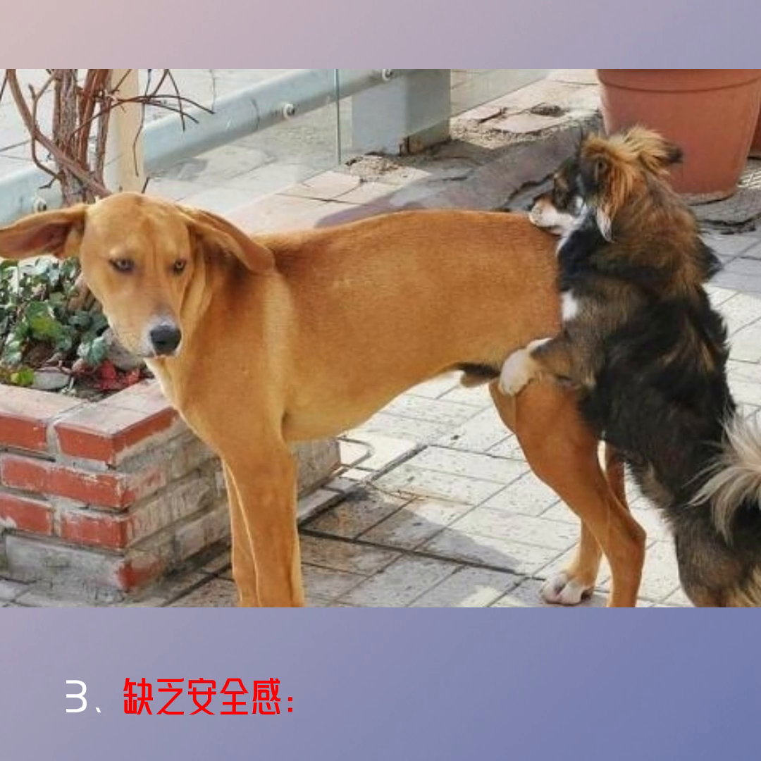 狗狗为什么一直在骑跨？#狗狗