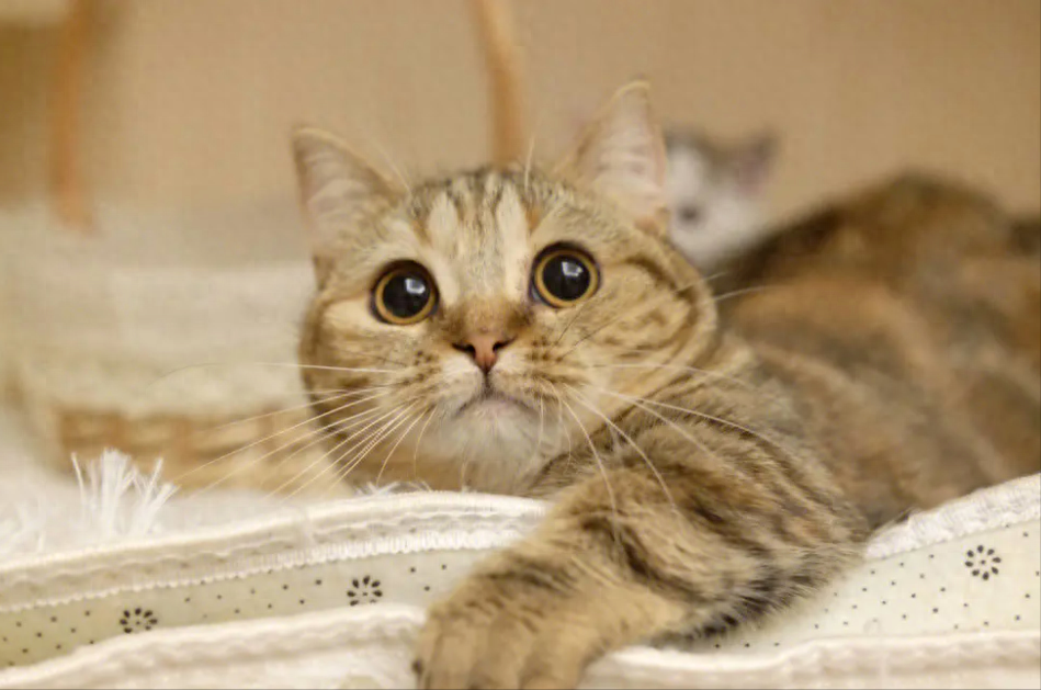 夏天来了，猫咪最想告诉你的七件事！