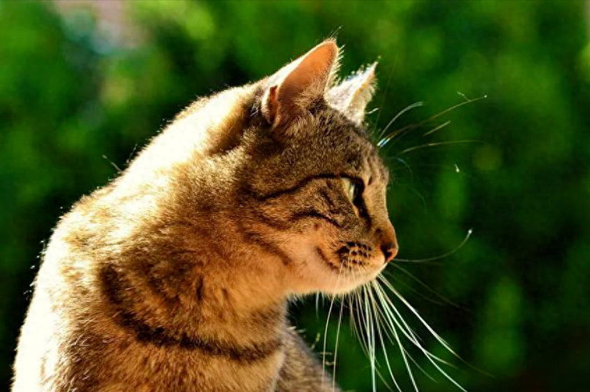 猫咪有九条命是真的吗？