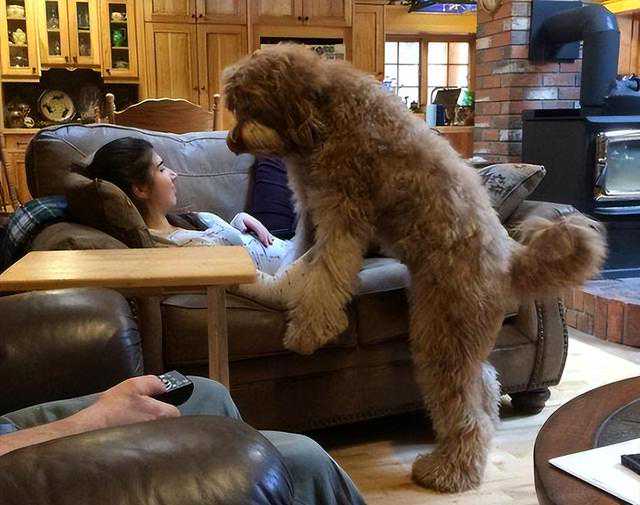 其实狗狗“抱大腿”的行为，有这7种含义，千万别理解错了