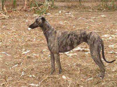 如何购买格力犬？格力犬的购买方法及价格介绍