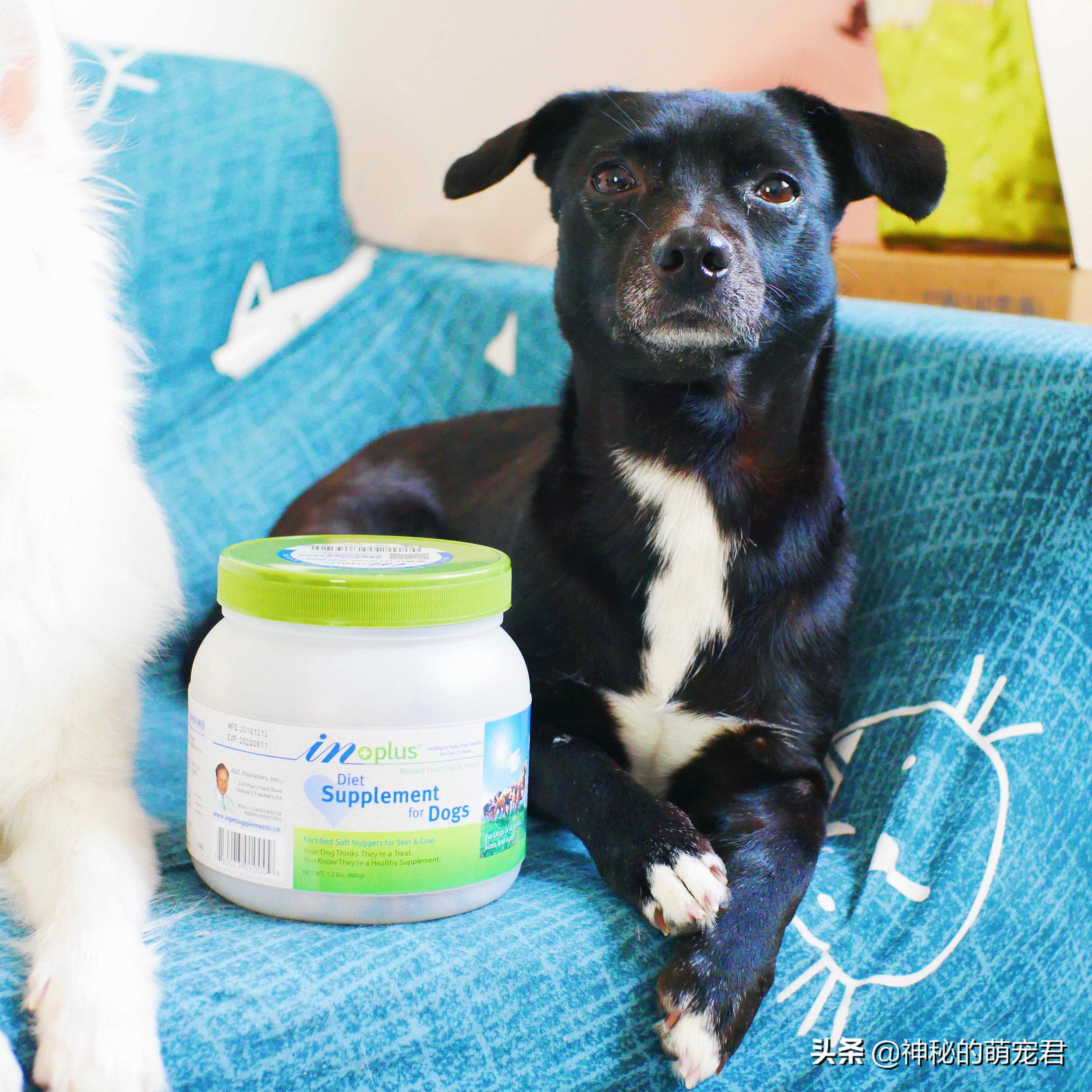 小狗狗Candy毛发黑又亮的秘密-麦德氏犬用卵磷脂