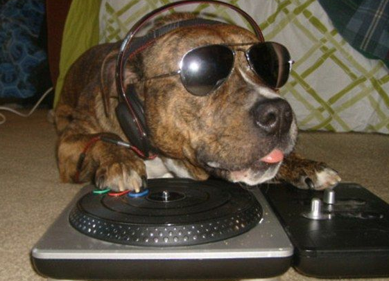 刚出生的小狗狗，瞬间萌化众人的心