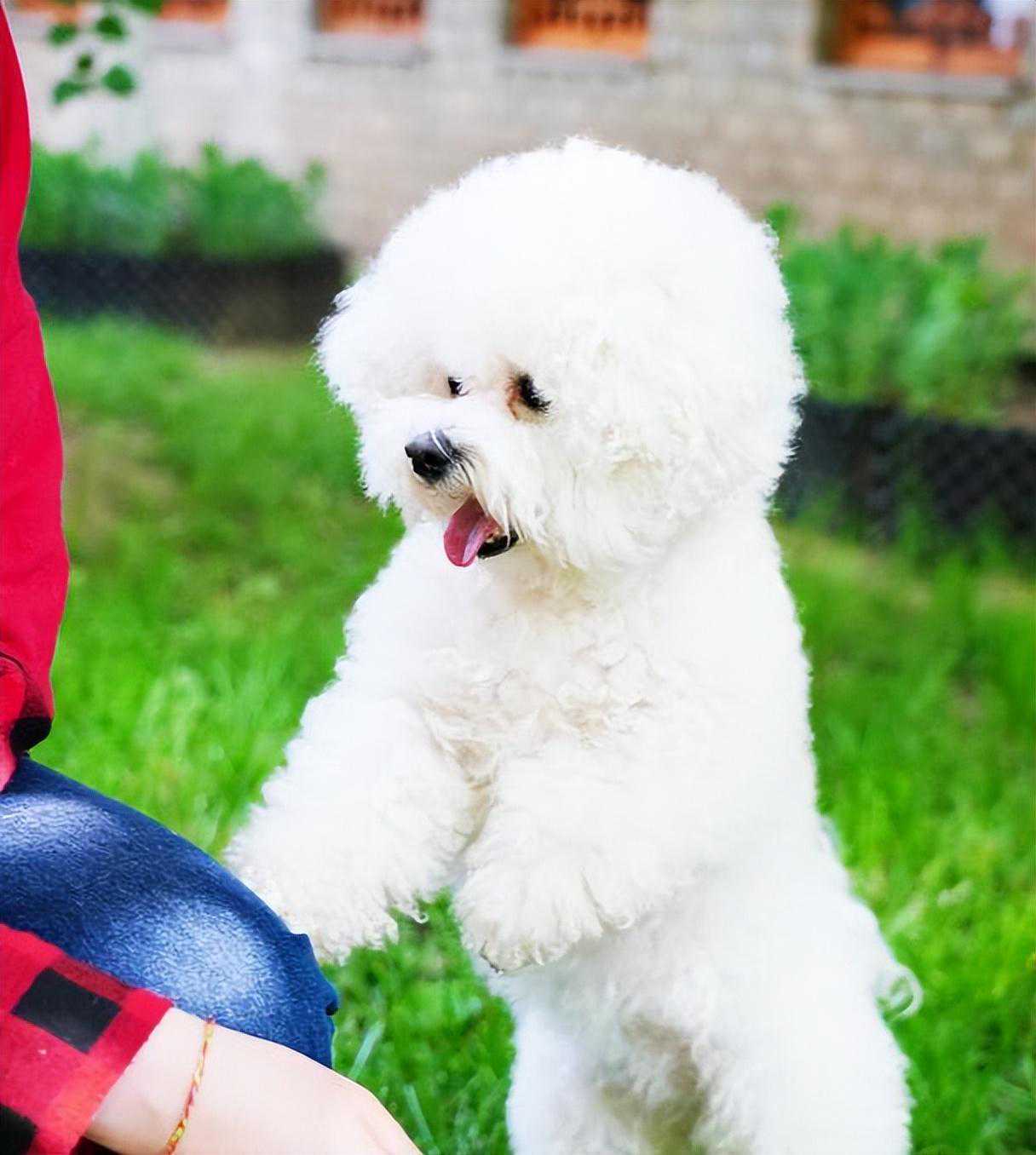 为什么“比熊”越来越多人养？网友：养到就是赚到了