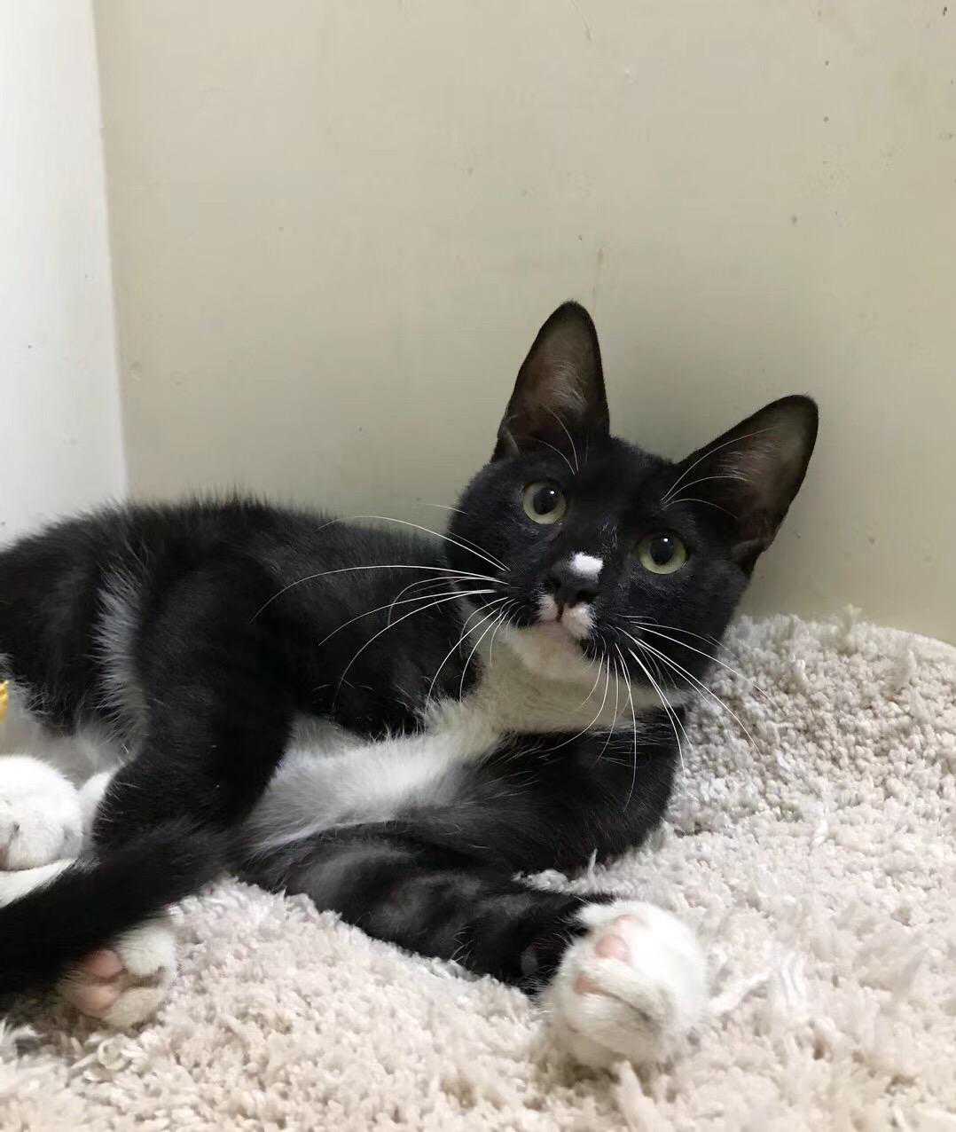 ！广州！猫咪无偿领养