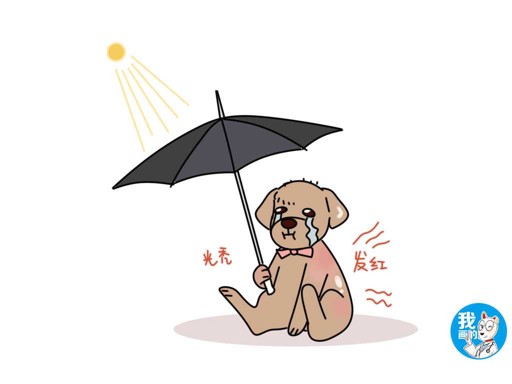 狗狗毛发打结难处理，一剃了之不可取，积累成疾莫哭泣