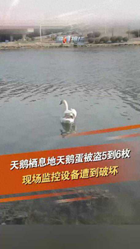 郑州全城寻找被盗天鹅蛋——生态守护者的呼唤！