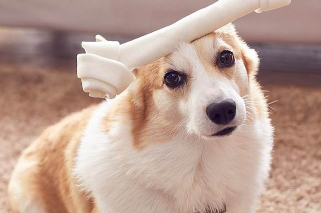 养狗，千万别养“柯基犬”