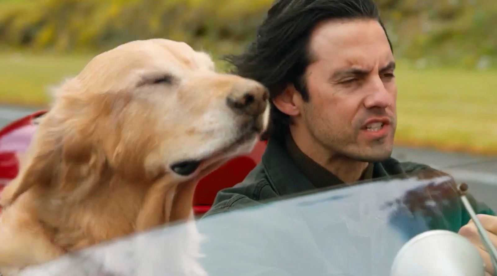 让狗狗幸福感“爆棚”的6件小事，你能做到几件？