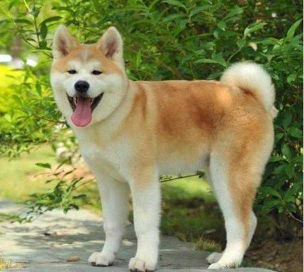 纯种日本秋田犬，真的不多见