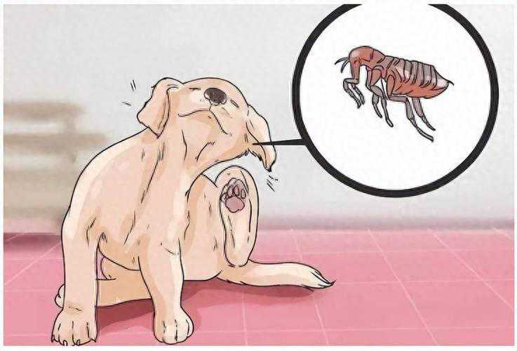 狗狗感染寄生虫，身上有这5个特征，现在知道还不晚