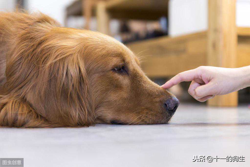 狗狗出现胃肿胀会有哪些症状与并发症？