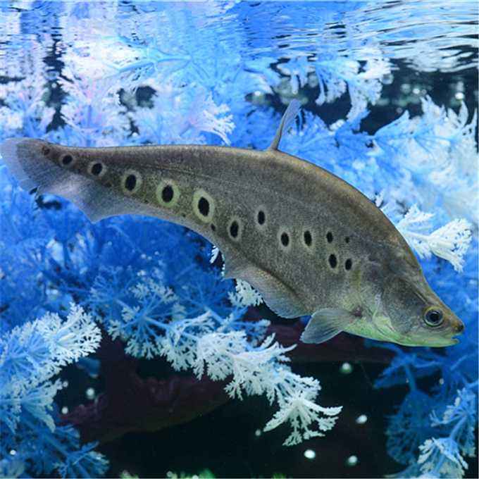 常见观赏鱼——七星刀鱼