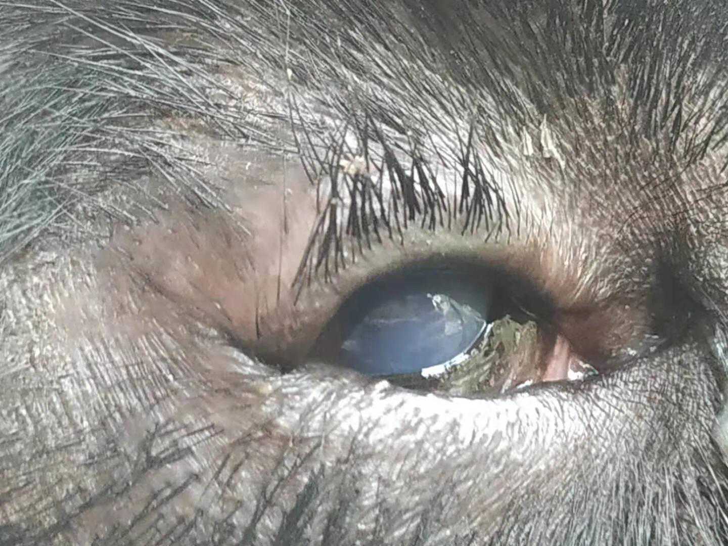 得了犬眼线虫病如何治疗？