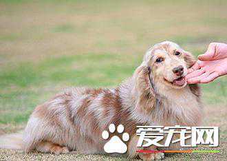 长毛腊肠犬寿命 一般寿命在14到17年