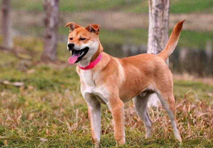 为什么越来越多人选择田园犬？告诉你答案，看完恍然大悟！