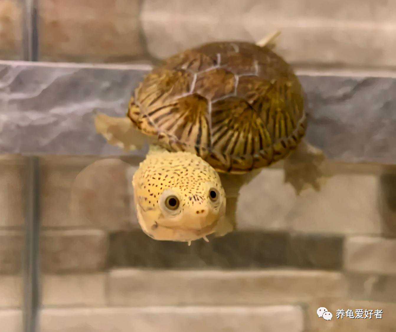 那些个龟中“王者”，是噱头还是名副其实？