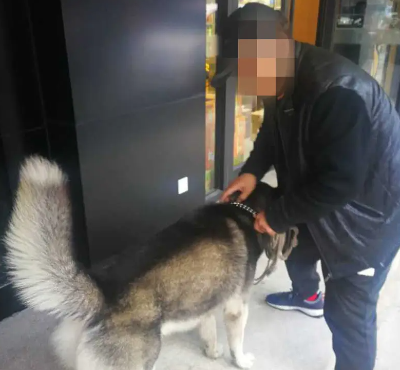 哈士奇好养吗？永远无法征服的狗，中国大爷请战