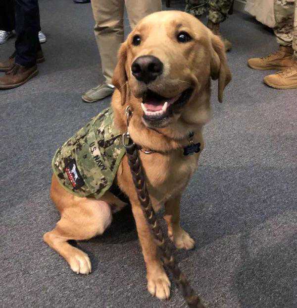 走向狗生巅峰 不到两岁的寻回犬做了临床讲师